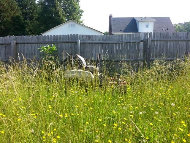 Overgrown lawn