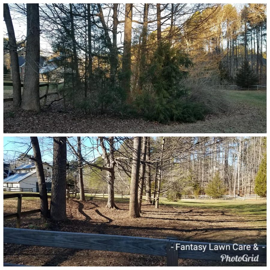 Tree trimming before and after